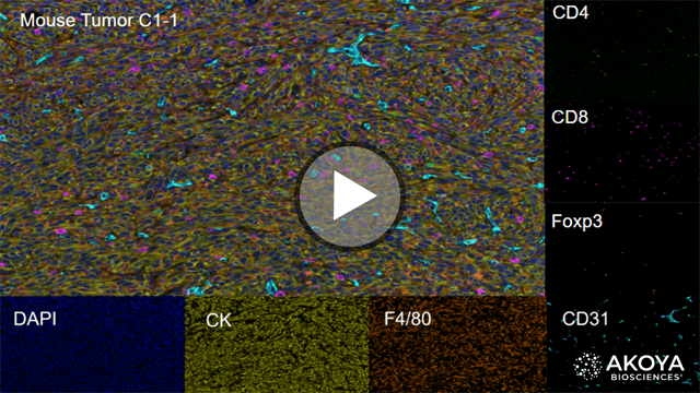 1 multiplexing imaging on mouse