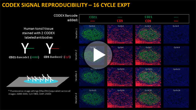 10 tissue analysis using codex system