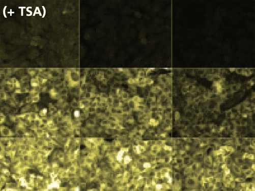 TSA cyanine 3 image 1