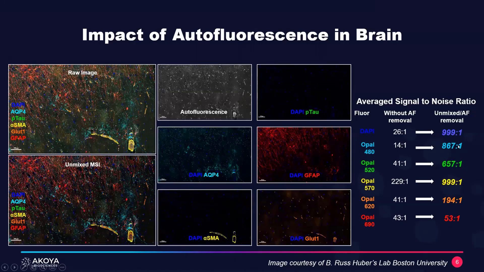 video-showcase-for-neuroscientists