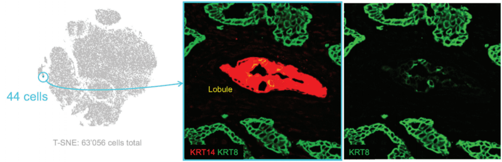 codex app note tsne