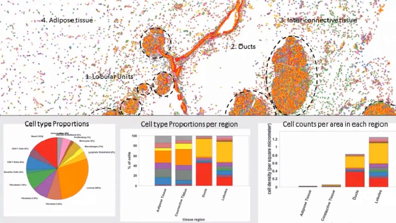 video-human-cell-atlas-a-spatially-resolved-map-of-human-breast-tissue