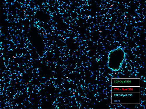 Mouse image 1 1