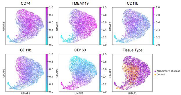 phenocycler alzheimers umap