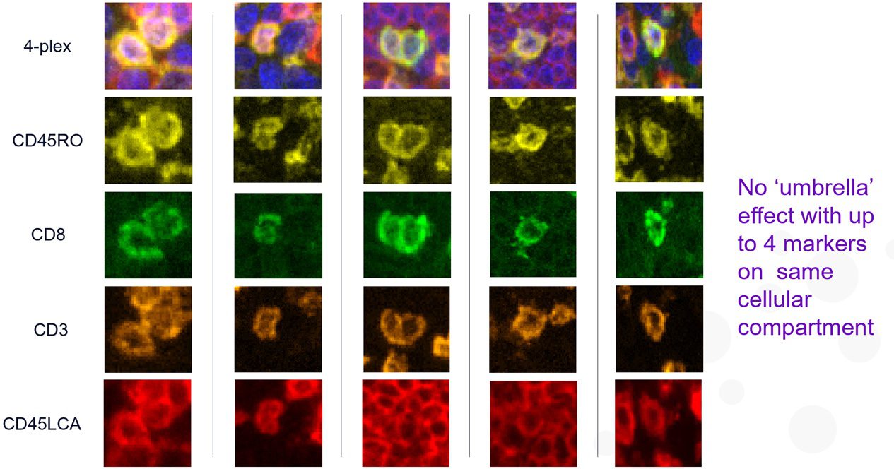 video-opal-multiplex-for-tissue-phenotyping-a-lab-guide
