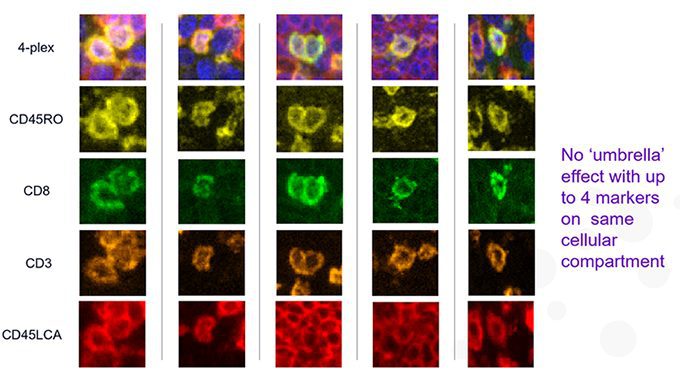 webinar OPAL Multiplex for Tissue Phenotyping A Lab Guide
