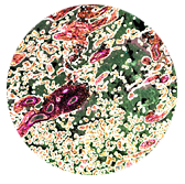 thumbnail Placenta