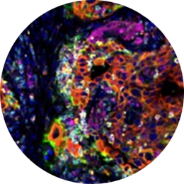 image stain
