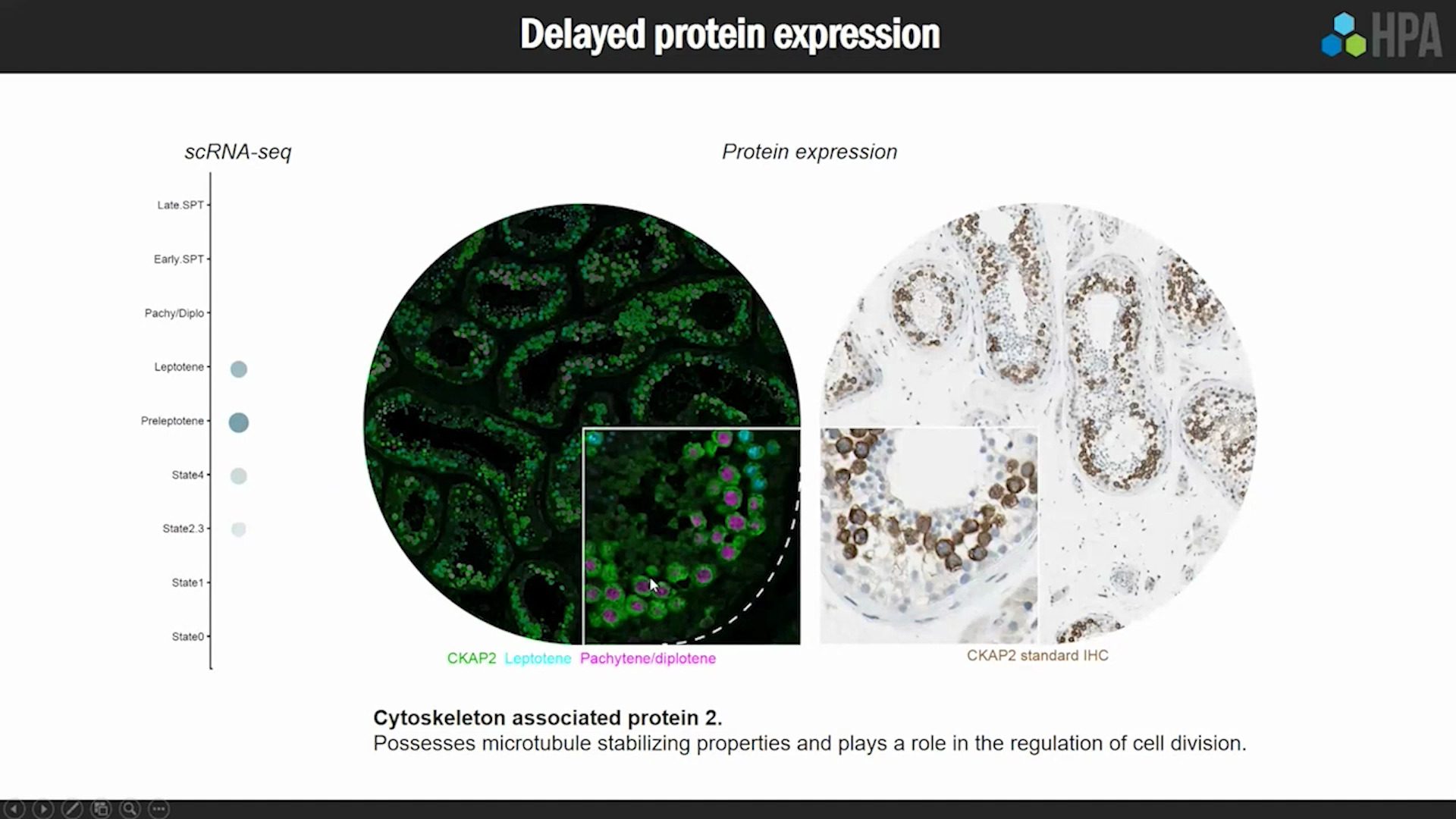 video-developing-a-spatio-temporal-single-cell-type-map-of-adult-human-tissues