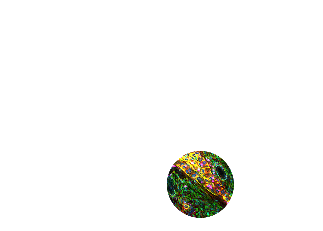pdp right small circle 1300x932 1