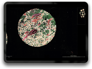 data Placenta 384