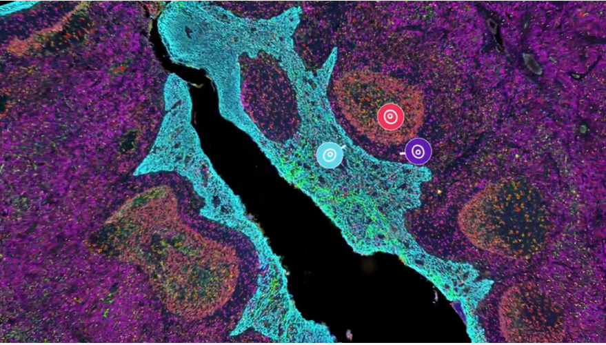 Discover More with Spatial Phenotyping