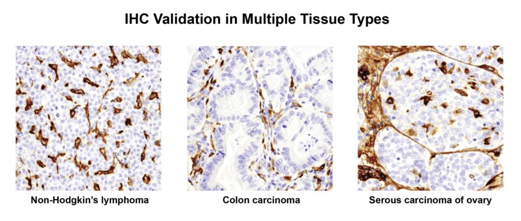 Ab validation in multiple tissue types 01 2048x900 @2x image