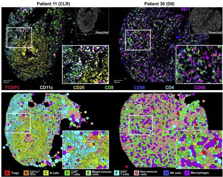 cell neighborhoods crc tmas 1024x814 @2x