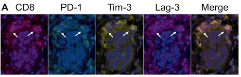 cells image