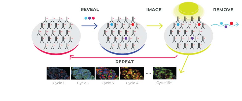 codex workflow image