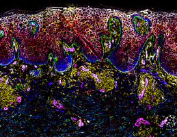 Tissue-image-skin