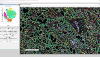 codex-mav-single-cell-spatial-t-sne-with-populations-shown-in-image-window__2