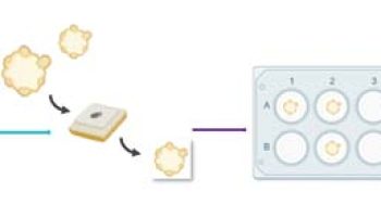 cui-breast-organoids-workflow-image