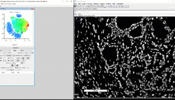 mav-tsne-crops