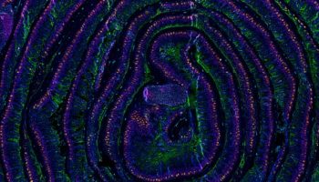 zeiss-Mouse-Small-Intestine-Imaged-With-14-antibody-codex-panel-1024x365-1
