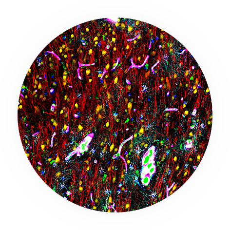 img Neurons and Glia