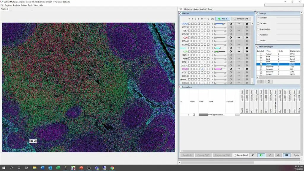mav staining visualization 1024x576 1