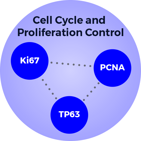 pathway circle 1