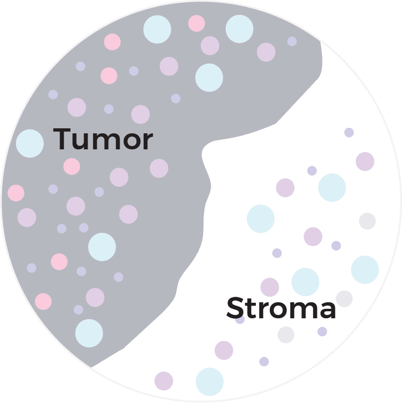 interactions and cell densities of tumor and immune cells off