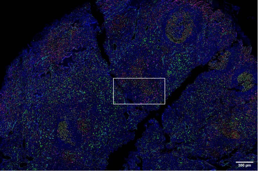 zeiss Human lymph node imaged with 14 antibody codex panel @2x