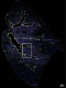 zeiss Mouse Lung Imaged With 37 antibody codex panel @2x
